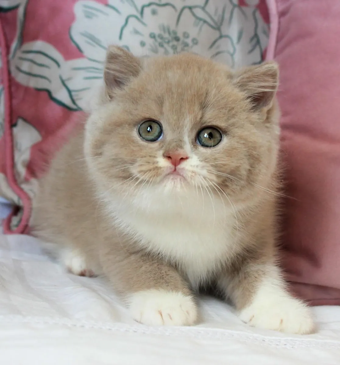 Disponibles gatitos Exóticos de pelo corto