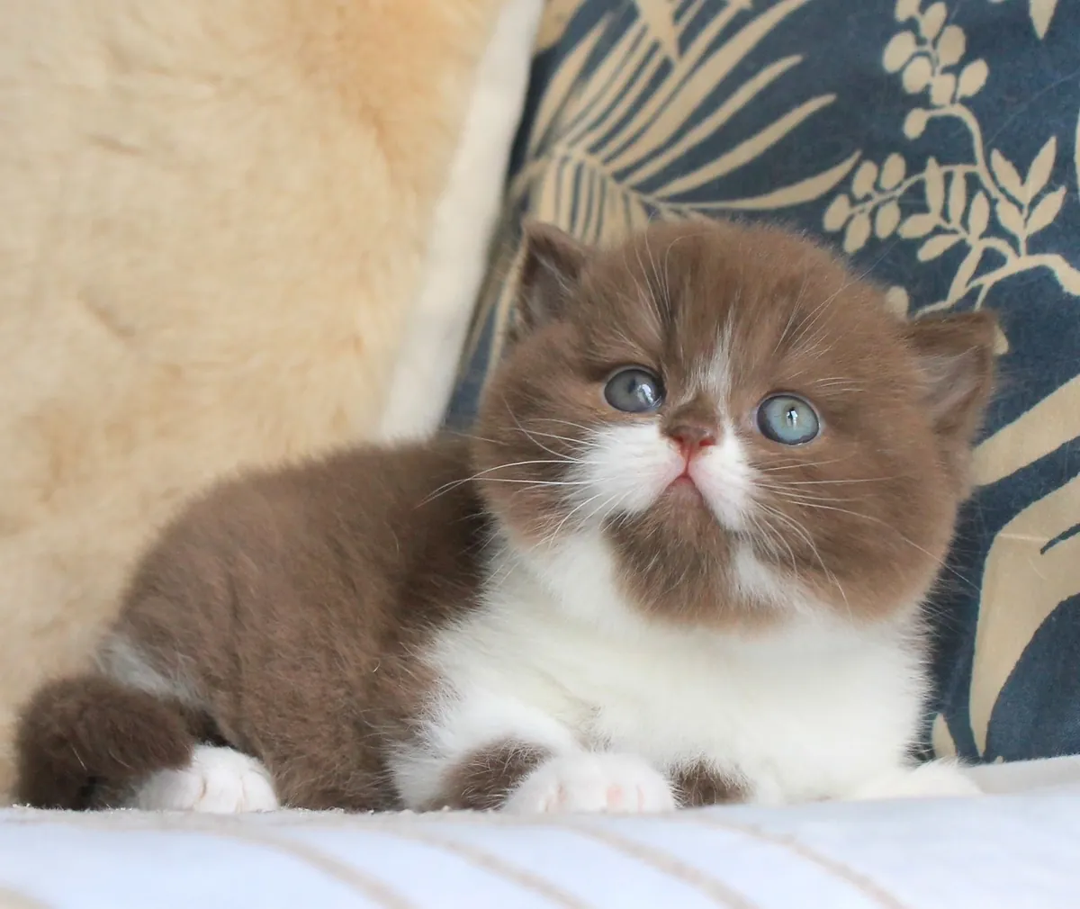 Chatons British Shorthair avec pedigree
