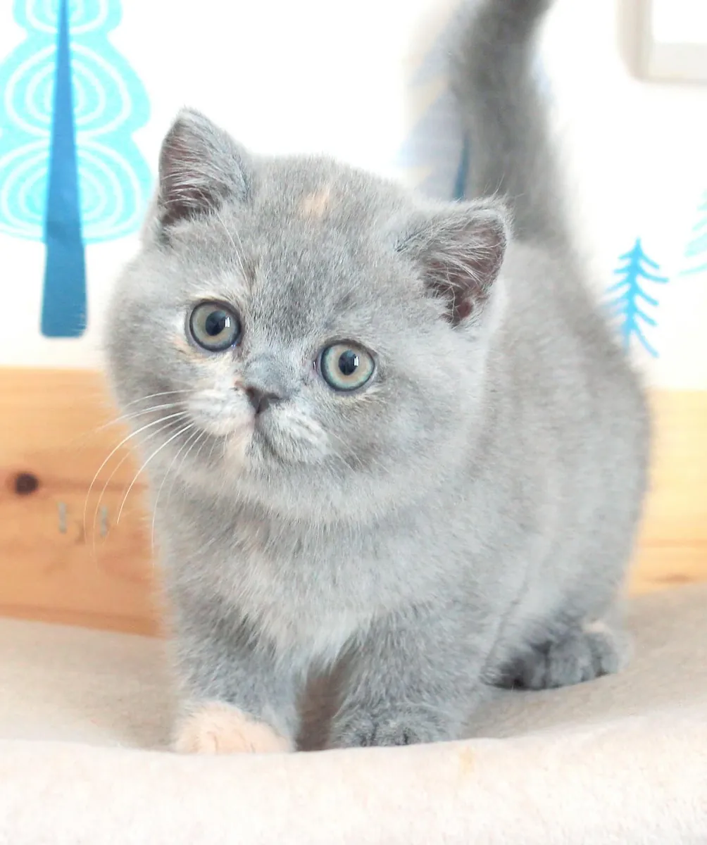 Egzotik Shorthair / Britanya Shorthair Kedileri