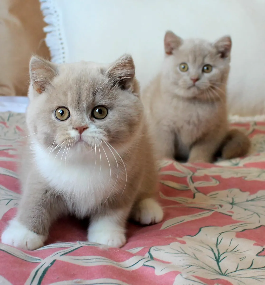 Egzotik Shorthair / Britanya Shorthair Kedileri
