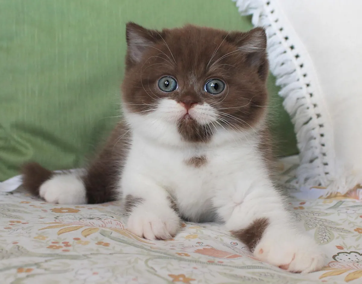 Magníficos gatitos British Shorthair