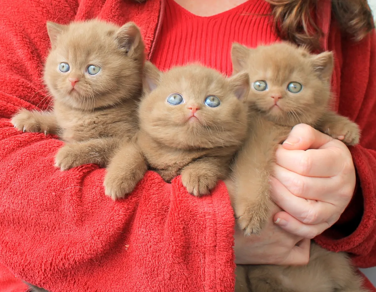 10 haftalık British Shorthair cinsi erkek kediler.
