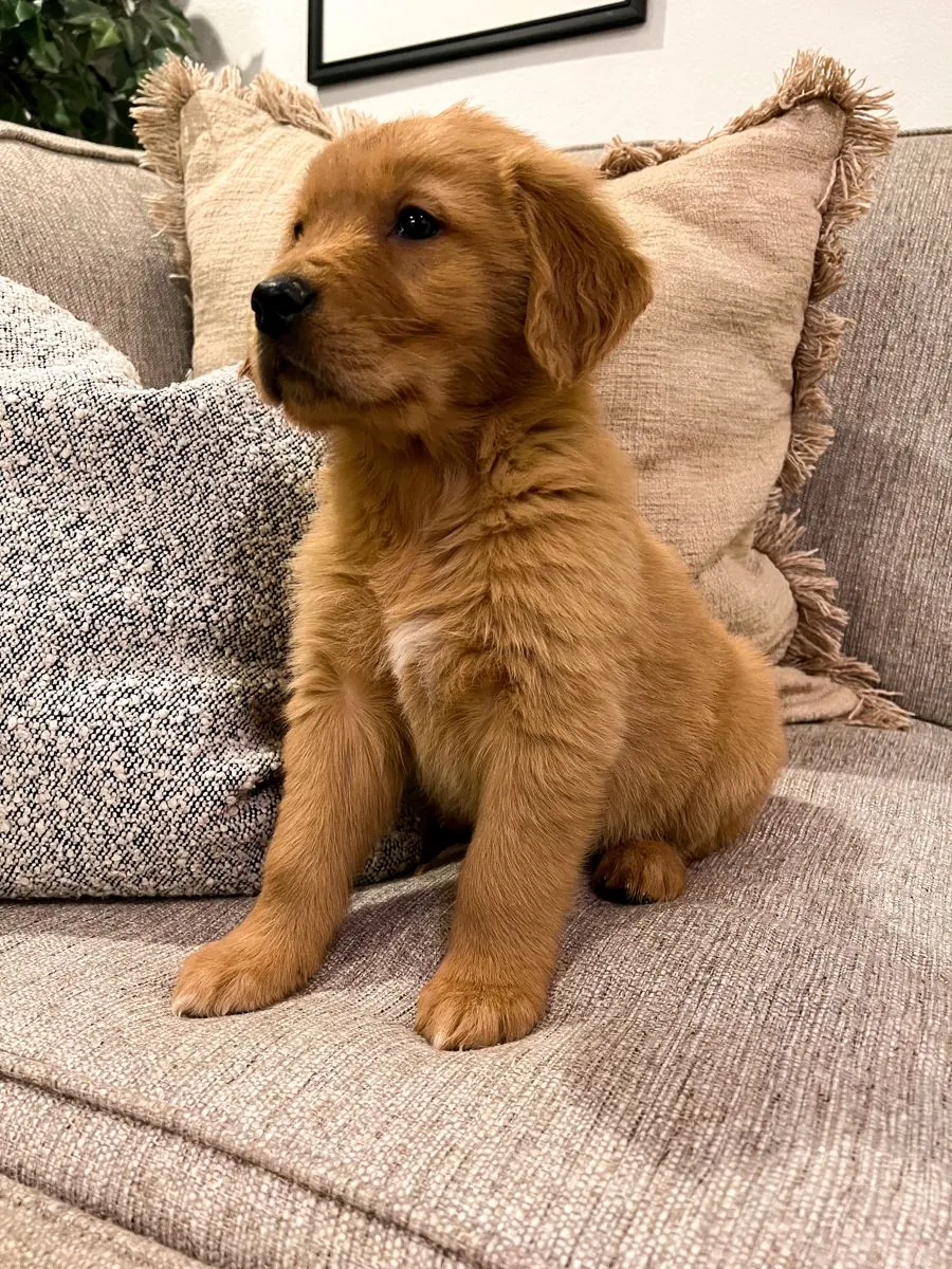 甜美活泼的金毛猎犬幼犬