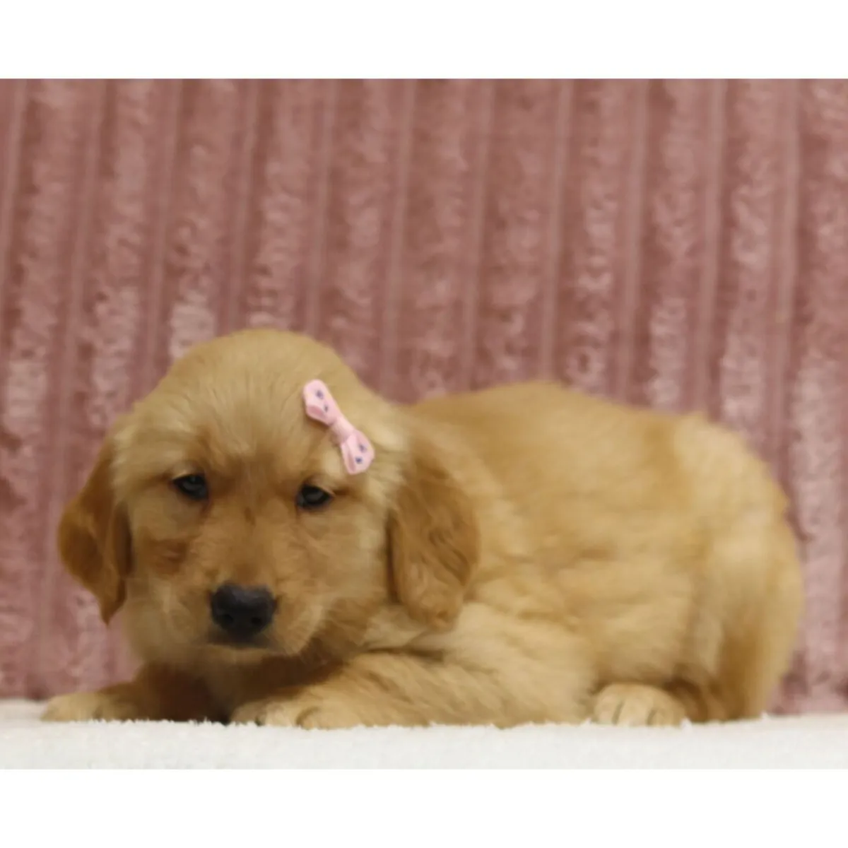 Excelentes cachorros de Golden Retriever