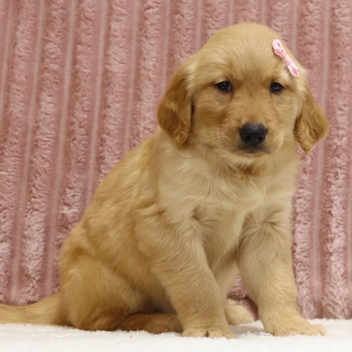 Excelentes cachorros de Golden Retriever