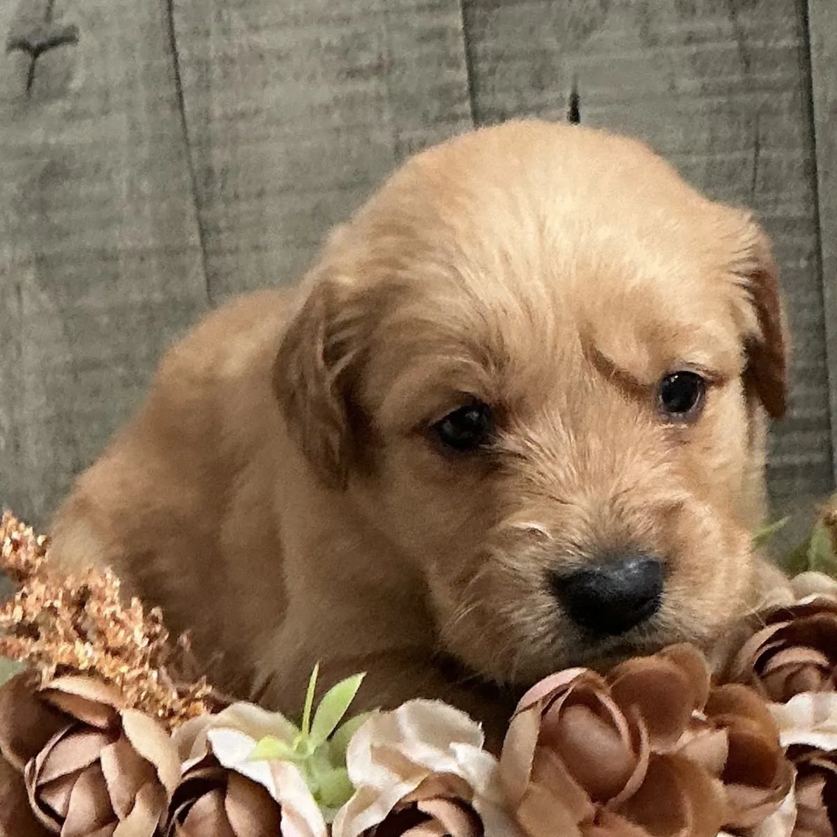Cachorros Golden Retriever (machos y hembras) disponibles