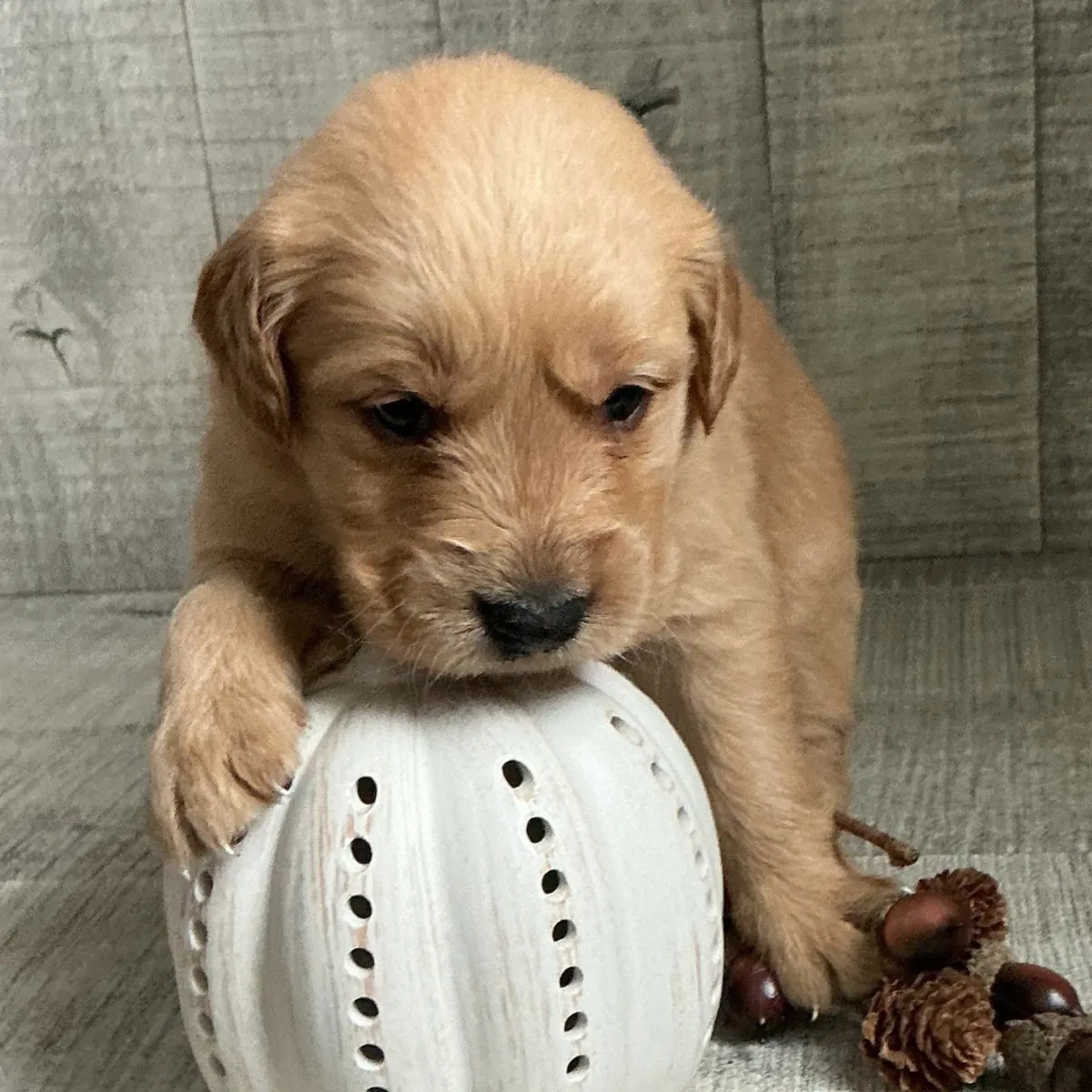 Cachorros Golden Retriever (machos y hembras) disponibles