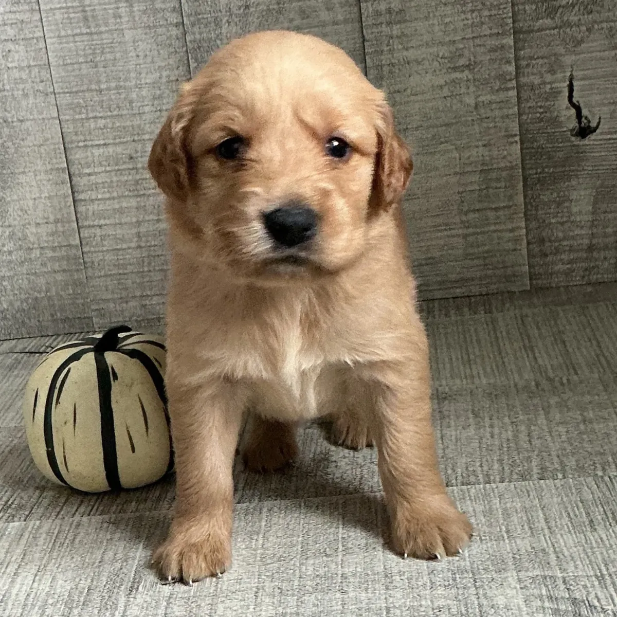 Cachorros Golden Retriever (machos y hembras) disponibles