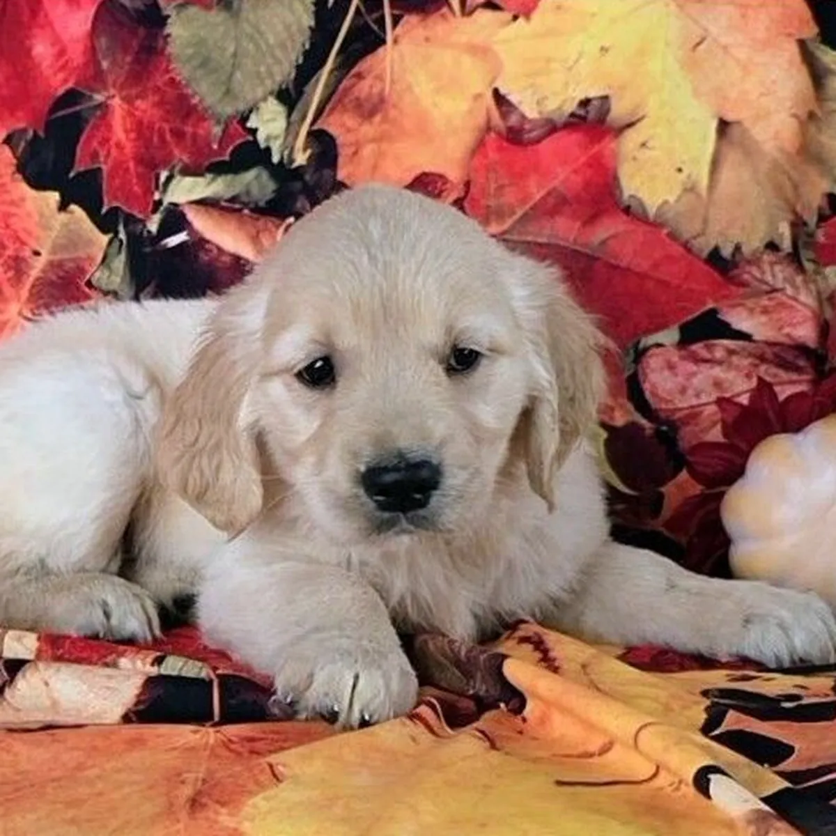 Hermosos cachorros de Golden Retriever