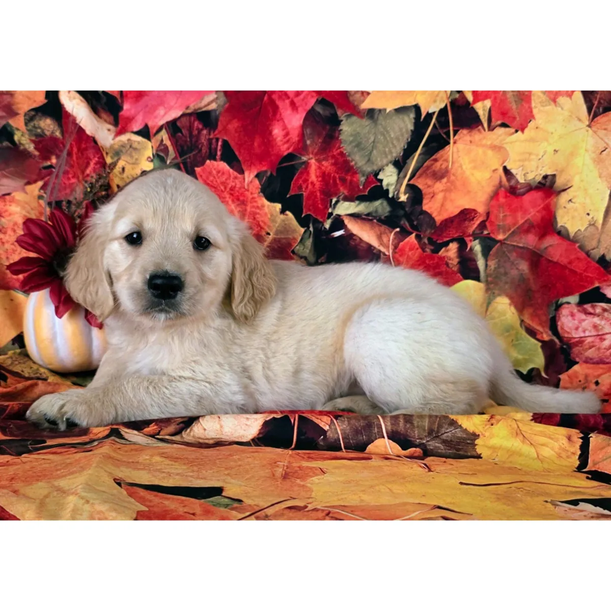 Hermosos cachorros de Golden Retriever