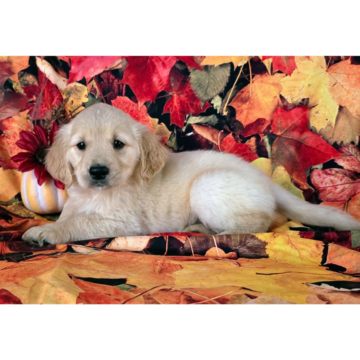 Hermosos cachorros de Golden Retriever