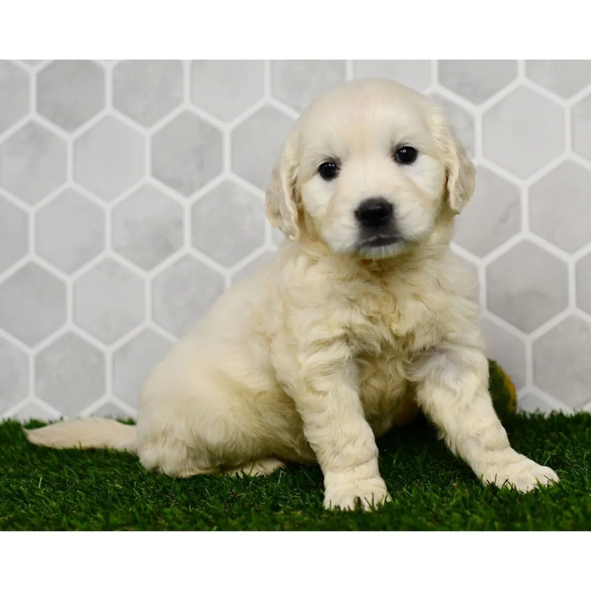 Cachorros de Golden Retriever bien adiestrados