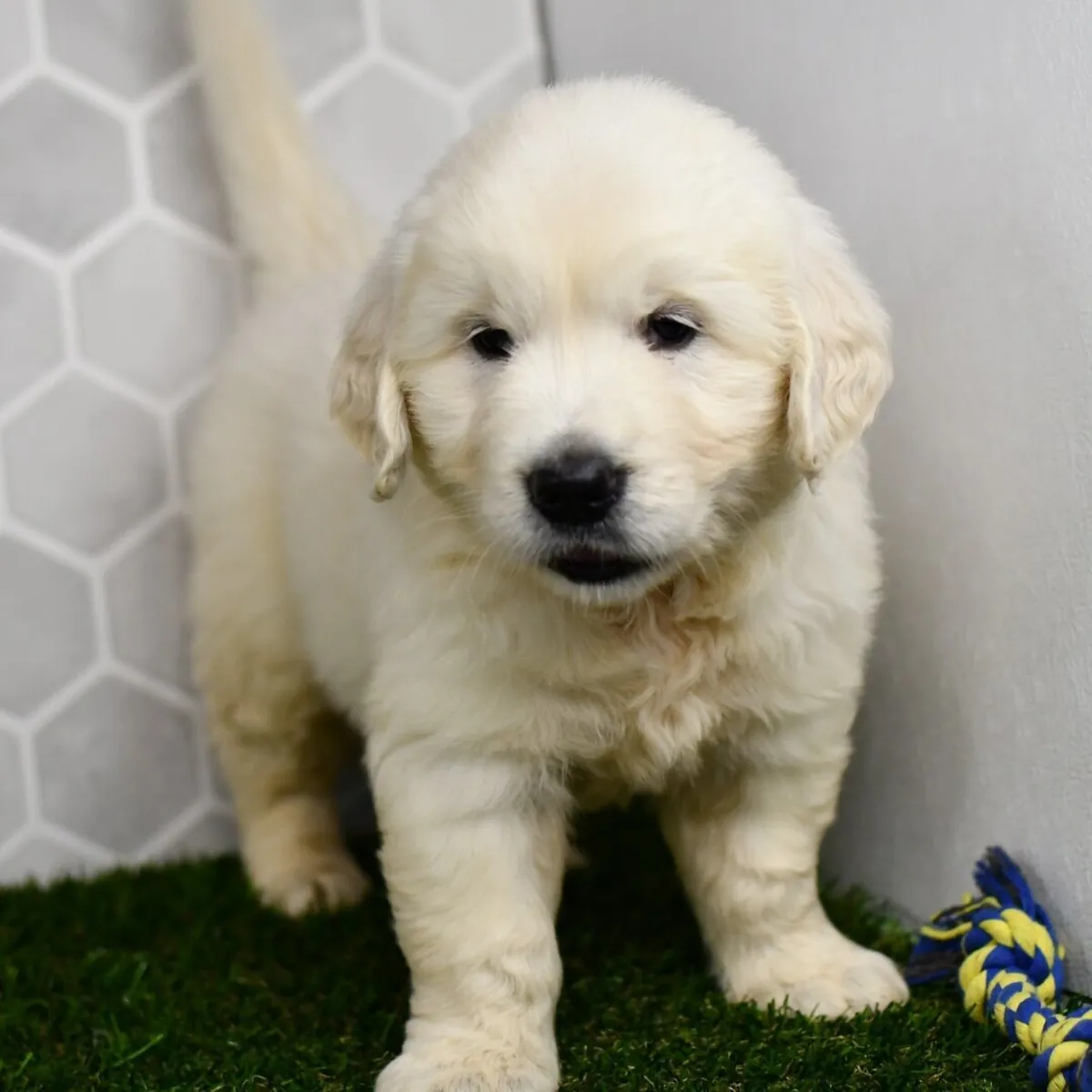 Cachorros de Golden Retriever bien adiestrados