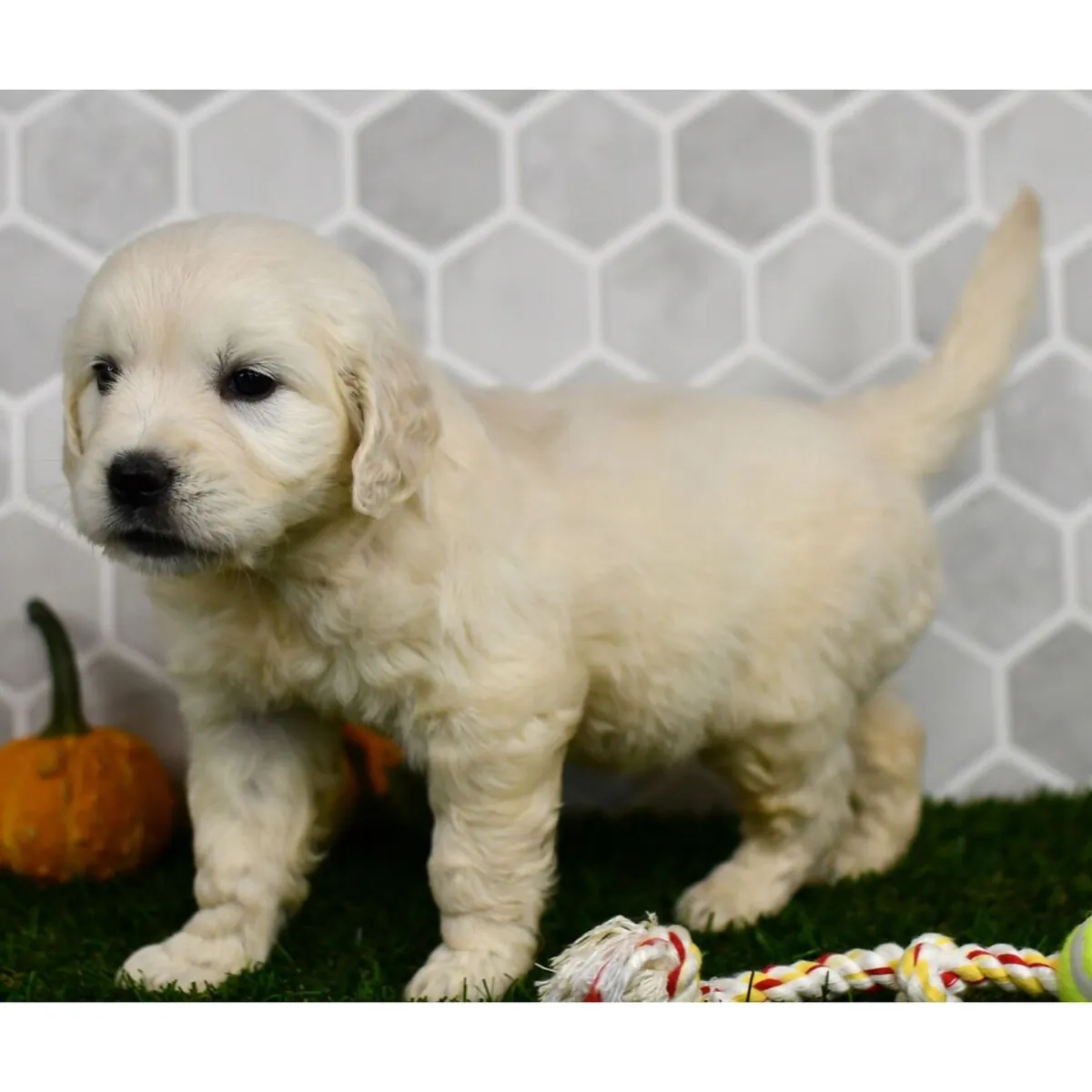 Cachorros de Golden Retriever bien adiestrados