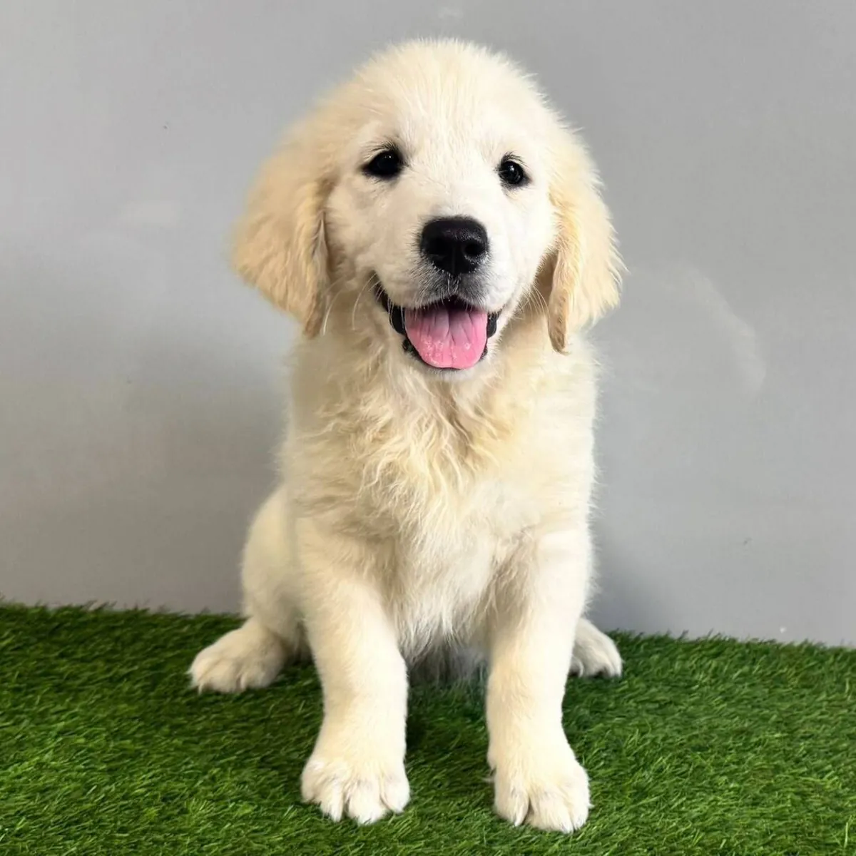 Cachorros de Golden Retriever muy sanos