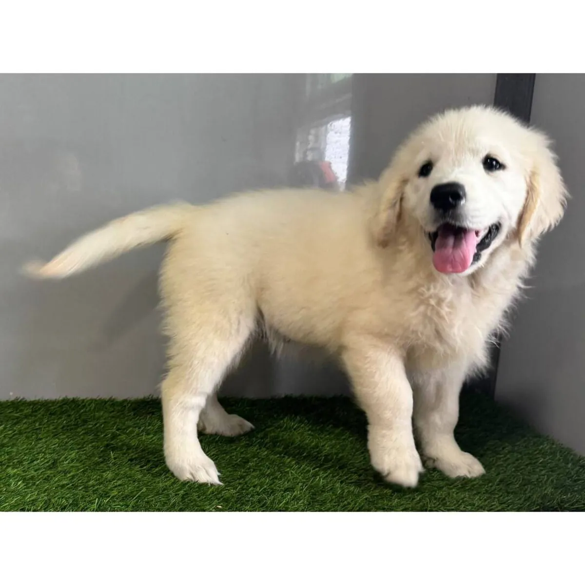 Cachorros de Golden Retriever muy sanos