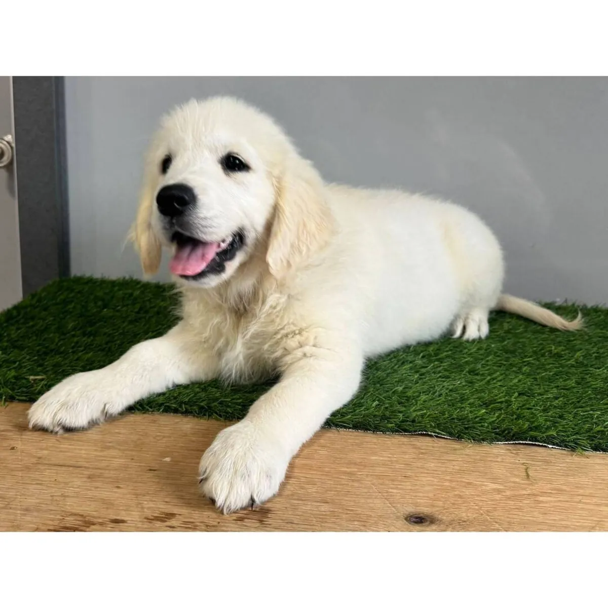 Cachorros de Golden Retriever muy sanos
