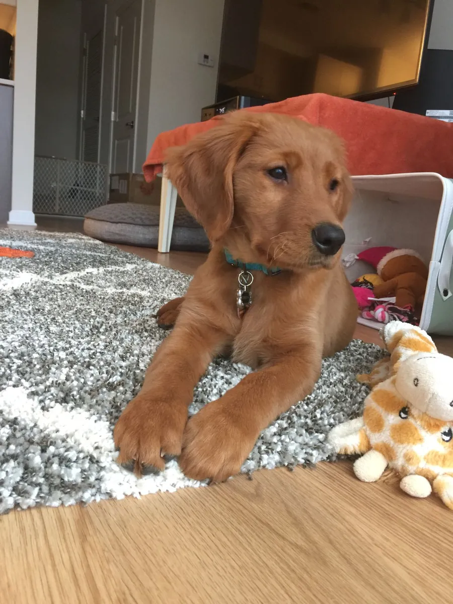 可爱的金毛寻回犬幼犬现在可供出售