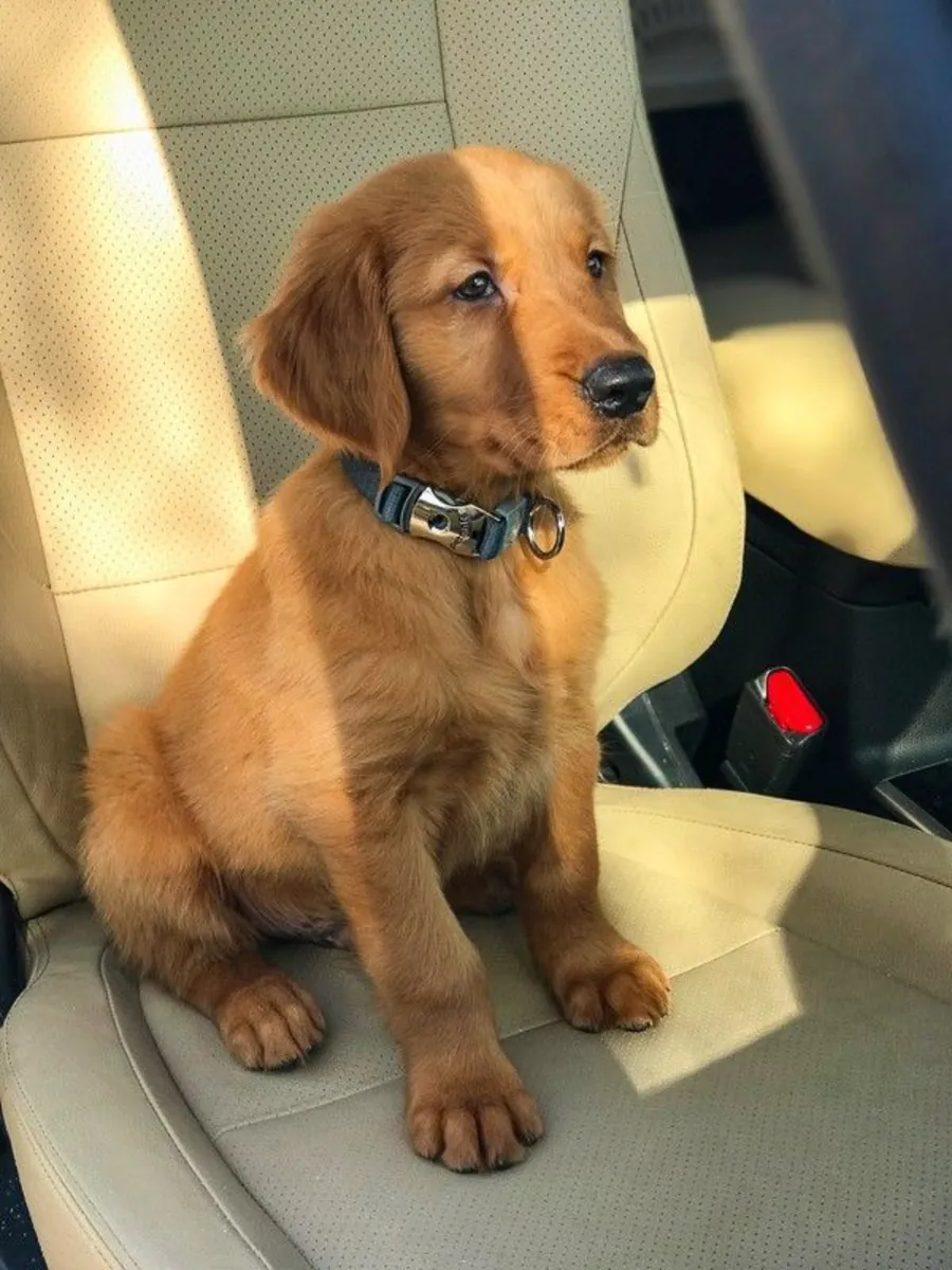 准备好家庭的可爱金毛寻回犬幼犬