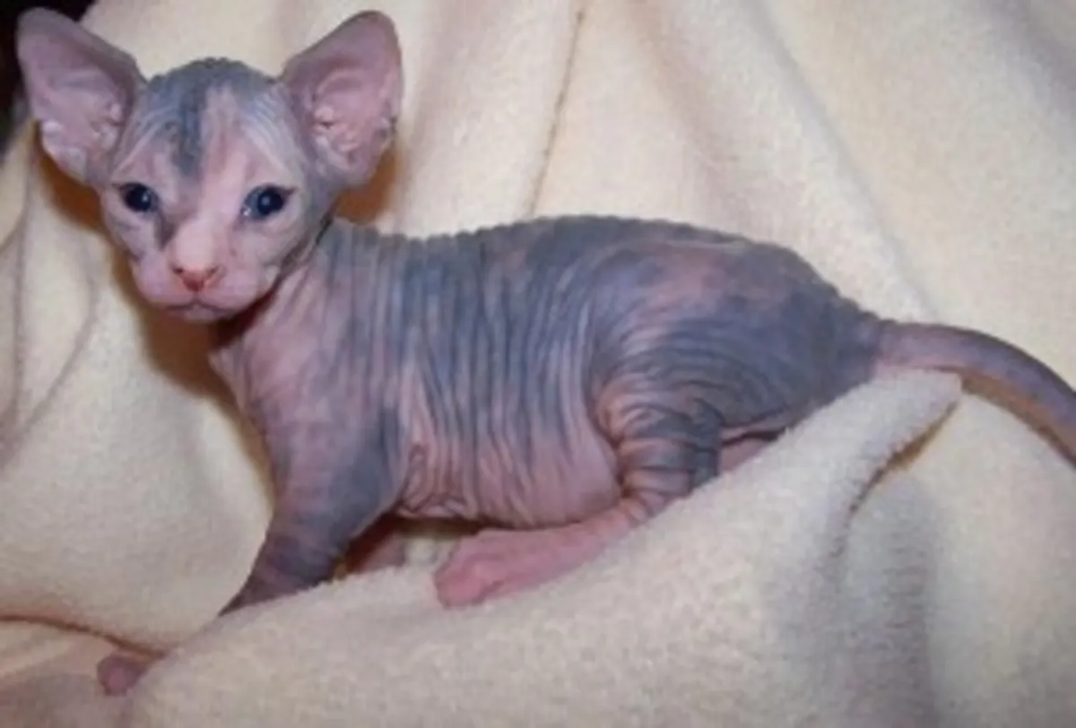 Harika Sphynx Yavruları