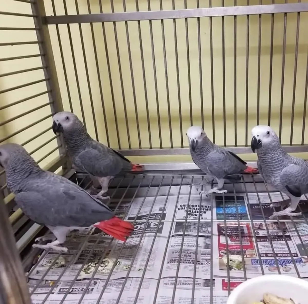 Mavi Ara, Kakadu ve Diğer Papağanlar