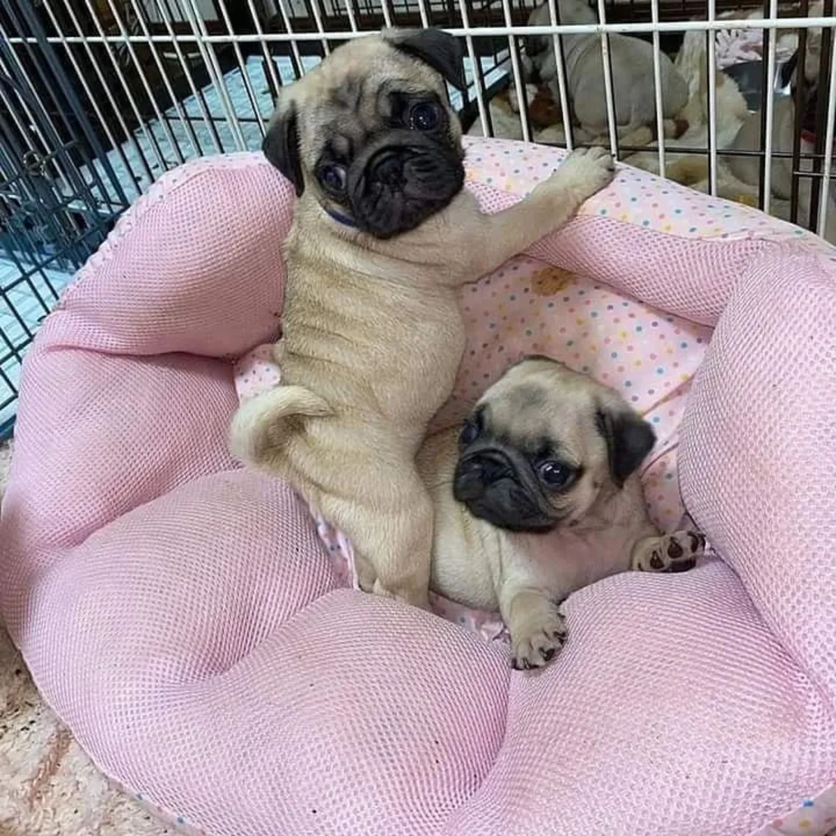 注册的巴哥犬幼犬