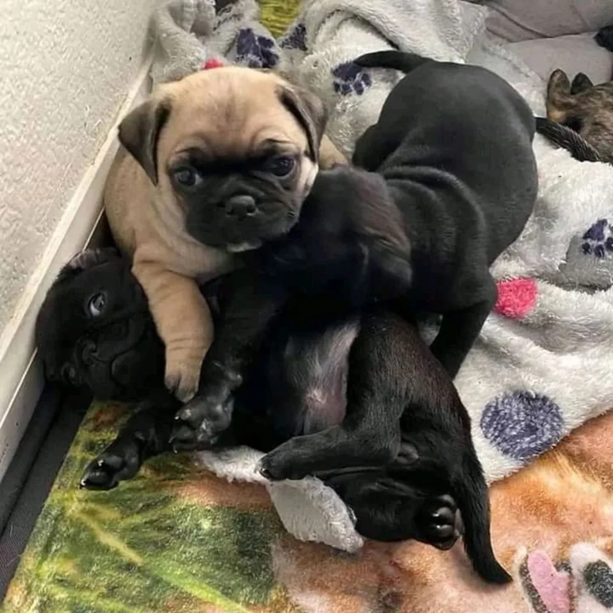 注册的巴哥犬幼犬