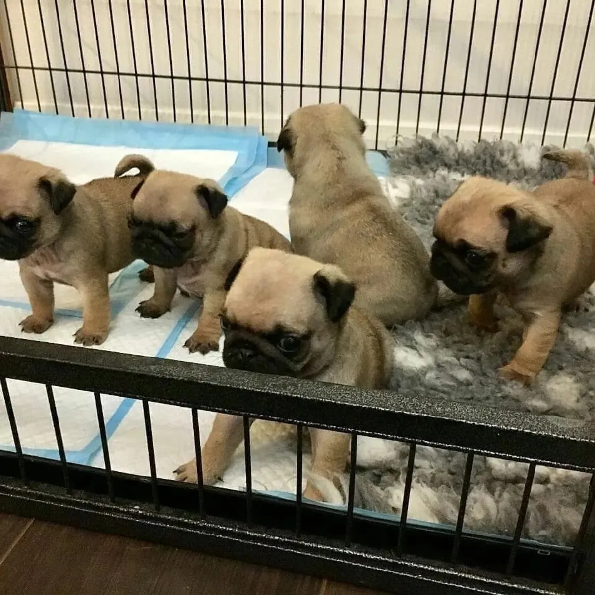 可供出售的巴哥犬幼犬。