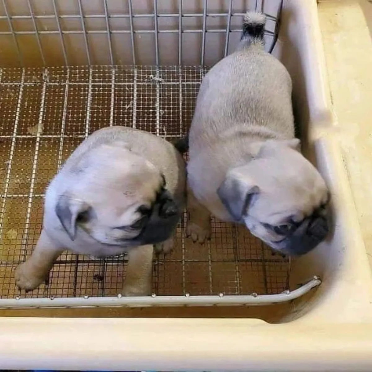 可供出售的巴哥犬幼犬。