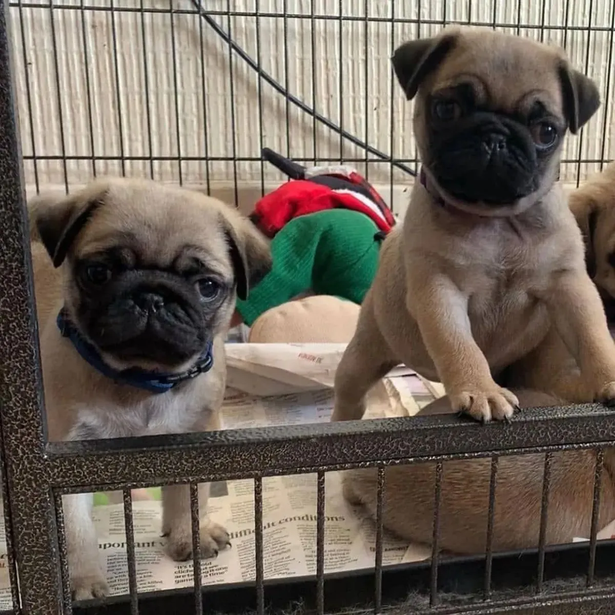 Cachorros de Carlino (machos y hembras) disponibles