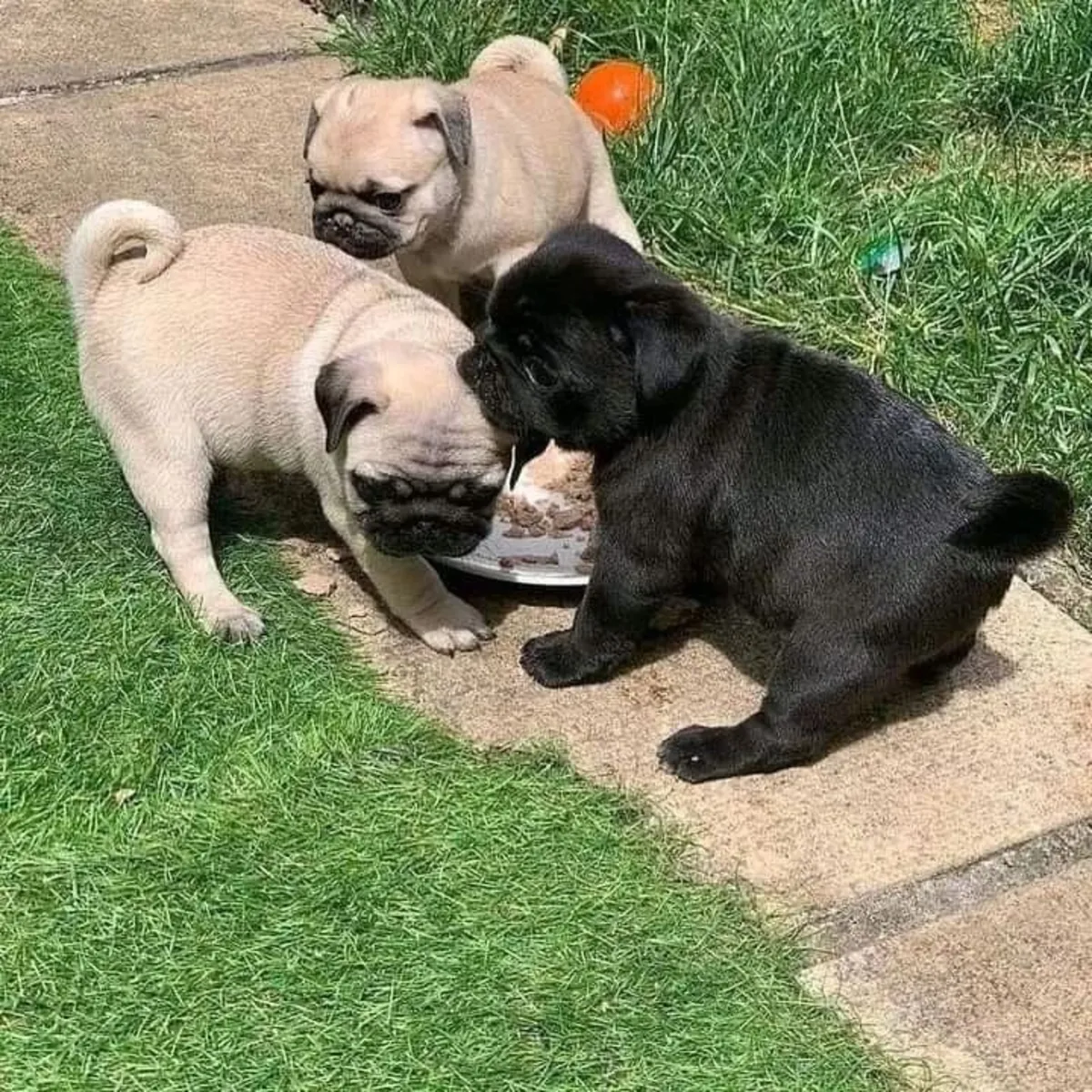 可爱的巴哥犬幼崽