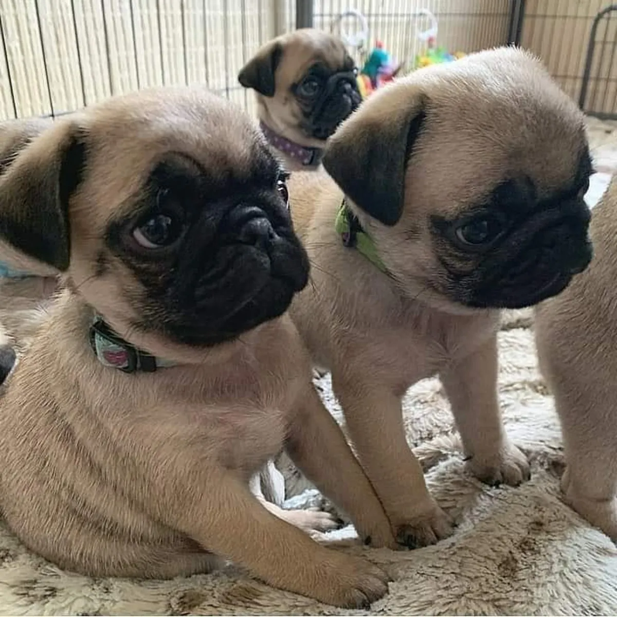 Adorable cachorros de Carlino en adopción.