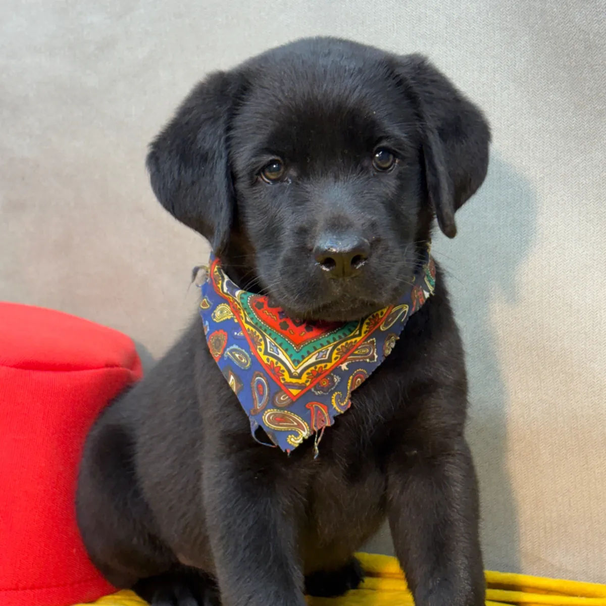 Cachorros de Labrador