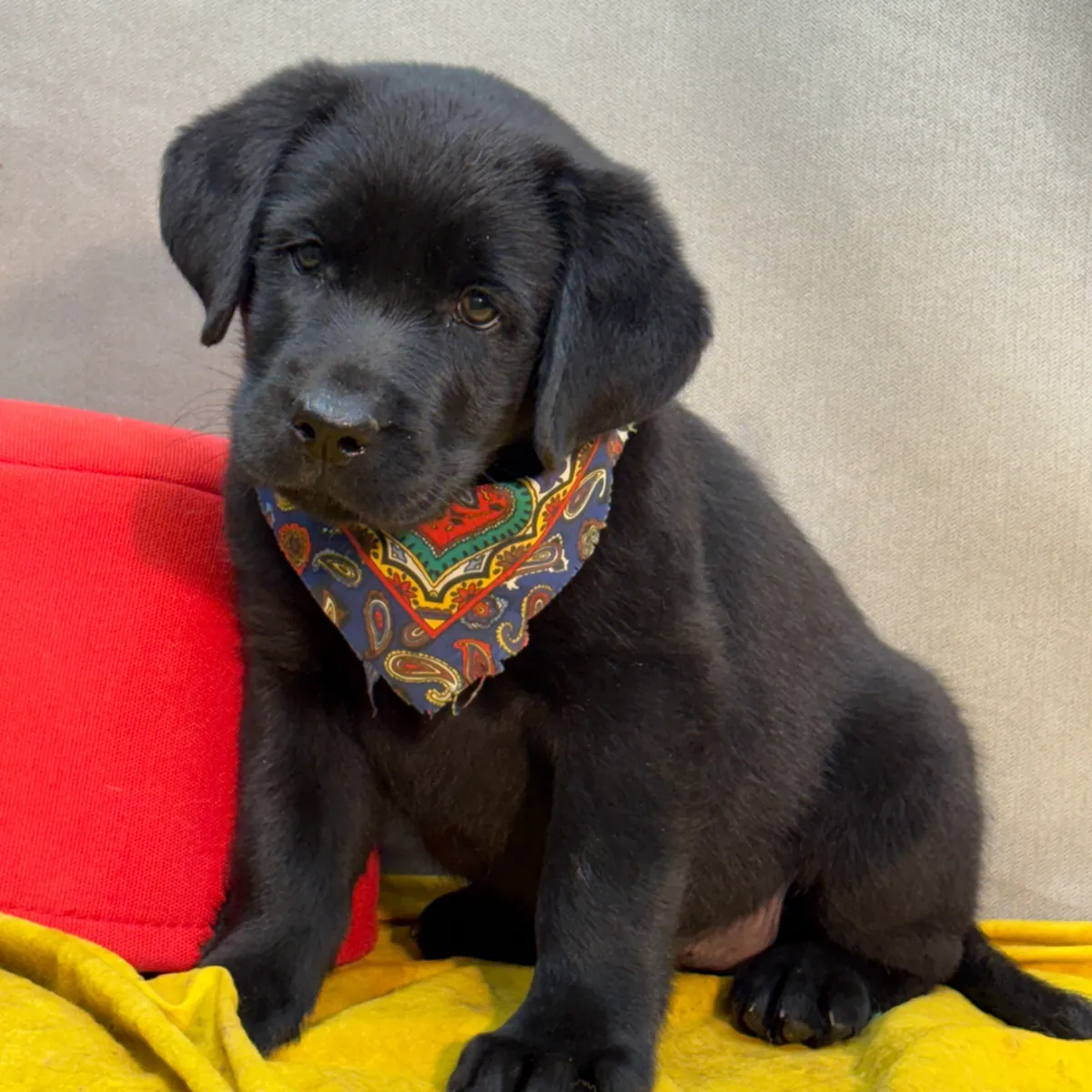 Cachorros de Labrador