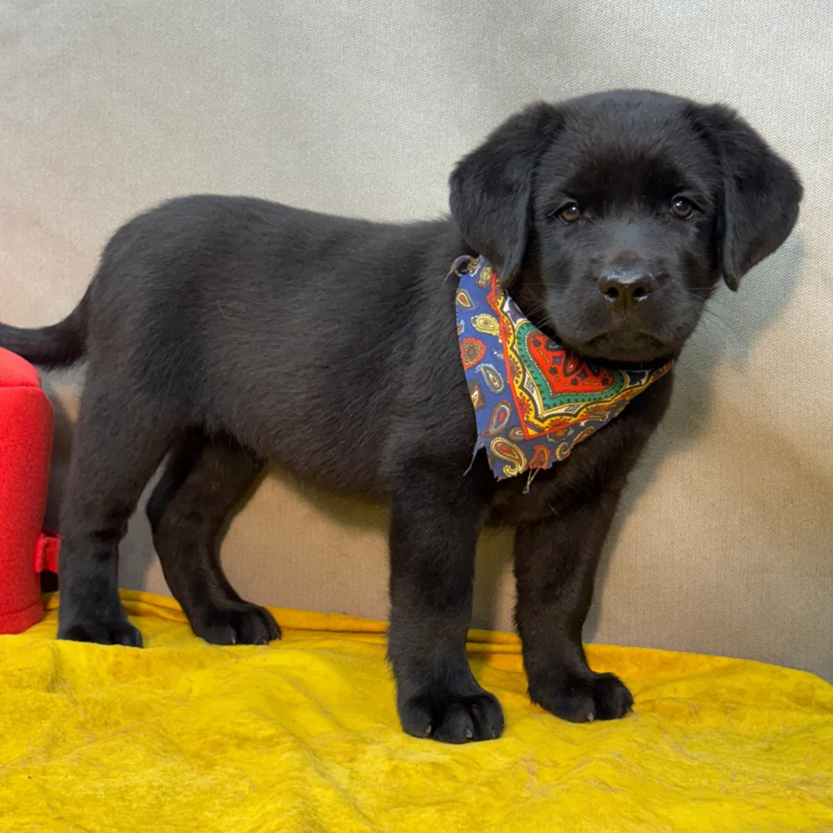 Cachorros de Labrador
