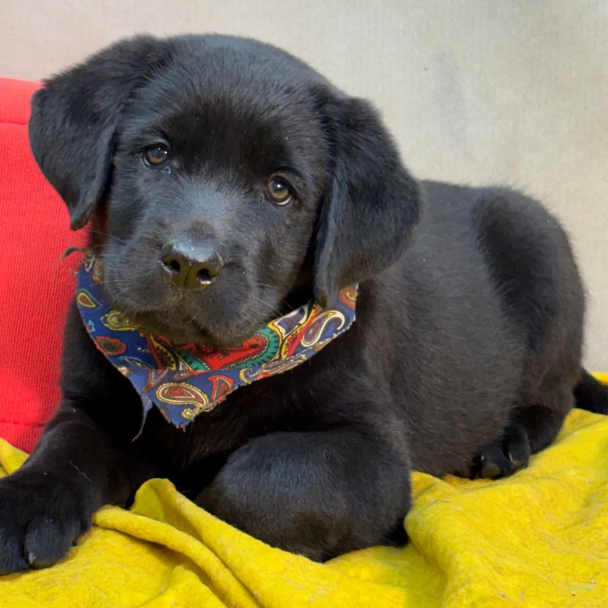 Cachorros de Labrador