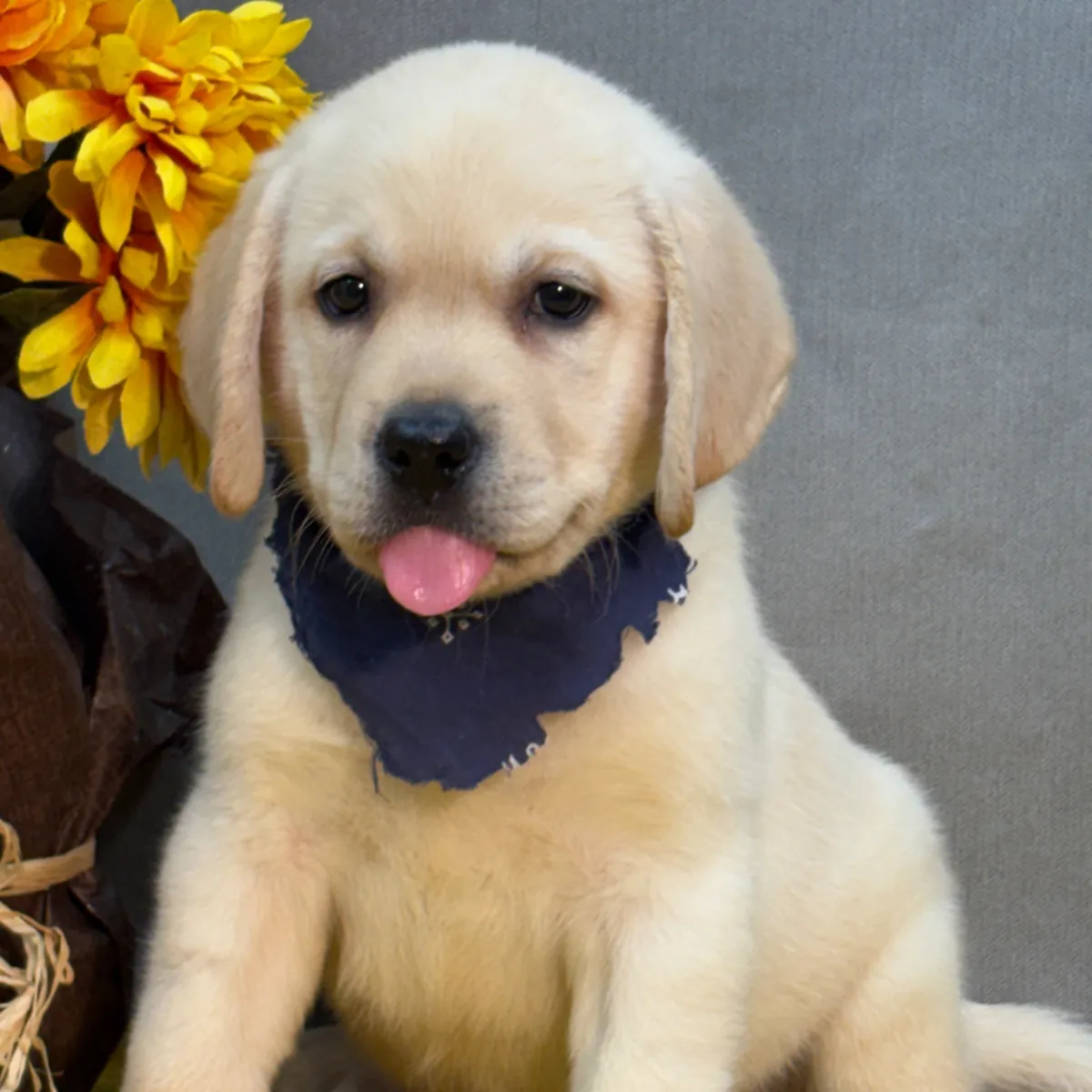 Cachorros de Labrador gratis