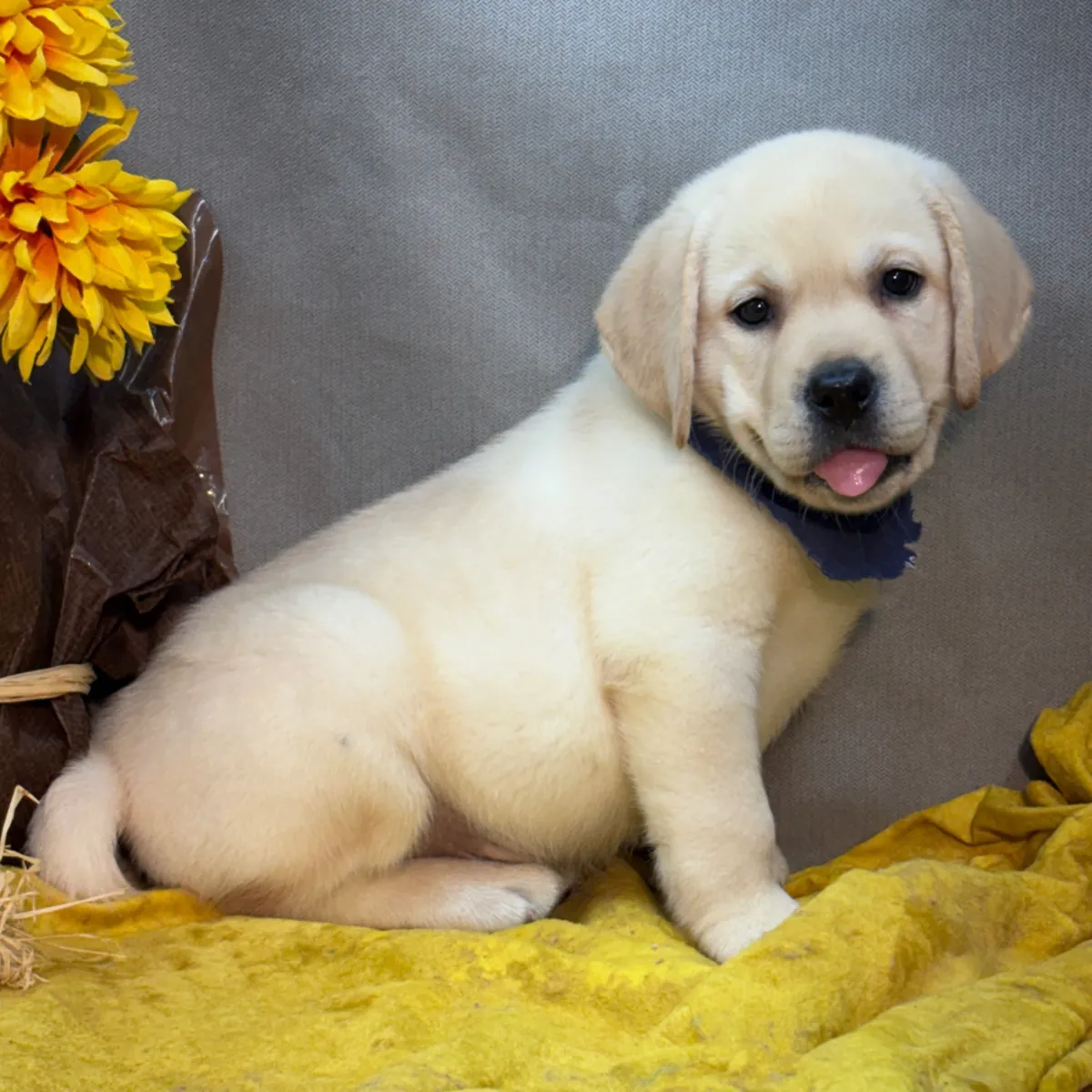 Cachorros de Labrador gratis