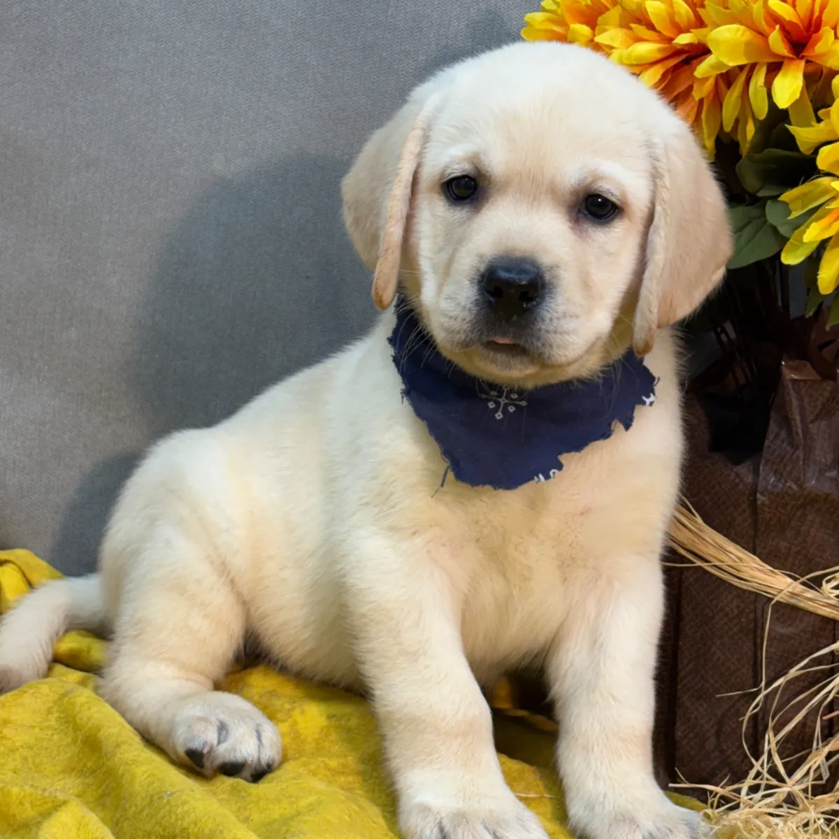 Cachorros de Labrador gratis