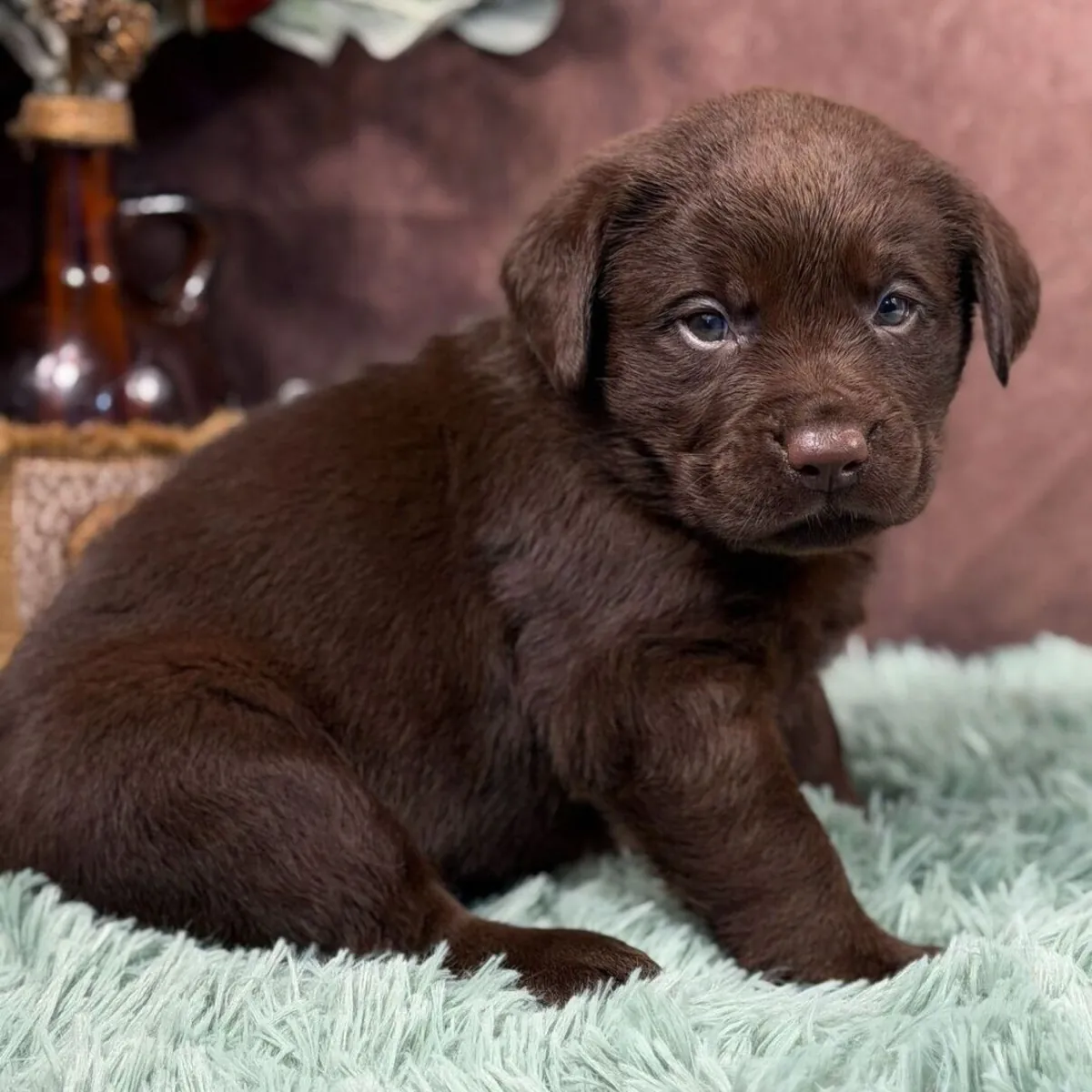 Encantadores cachorros de Labrador