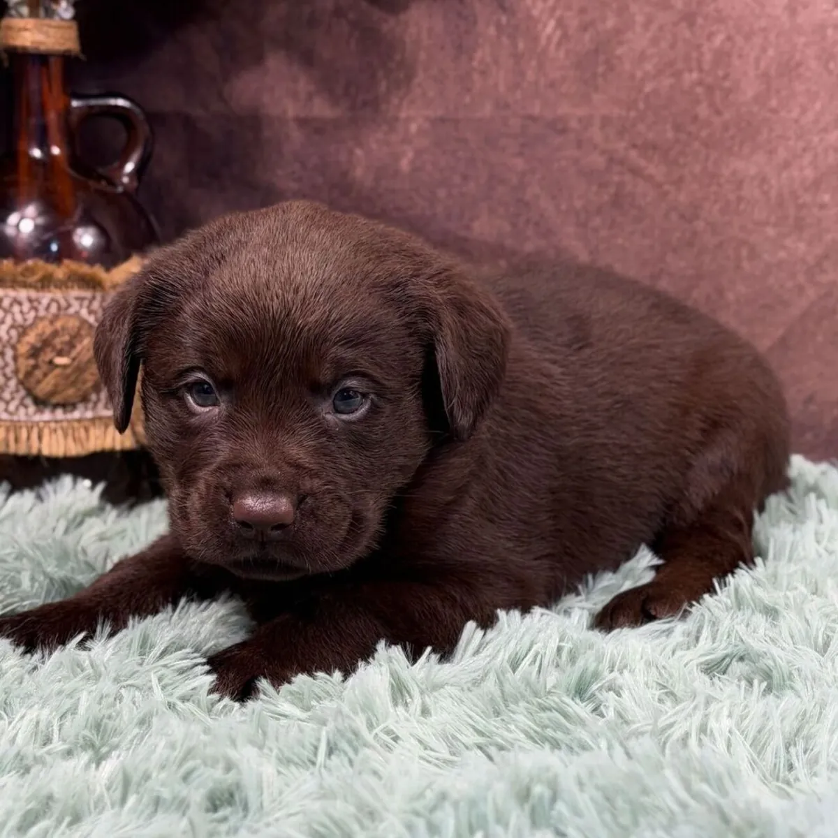 Encantadores cachorros de Labrador