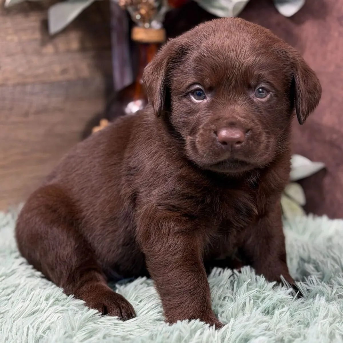 Encantadores cachorros de Labrador