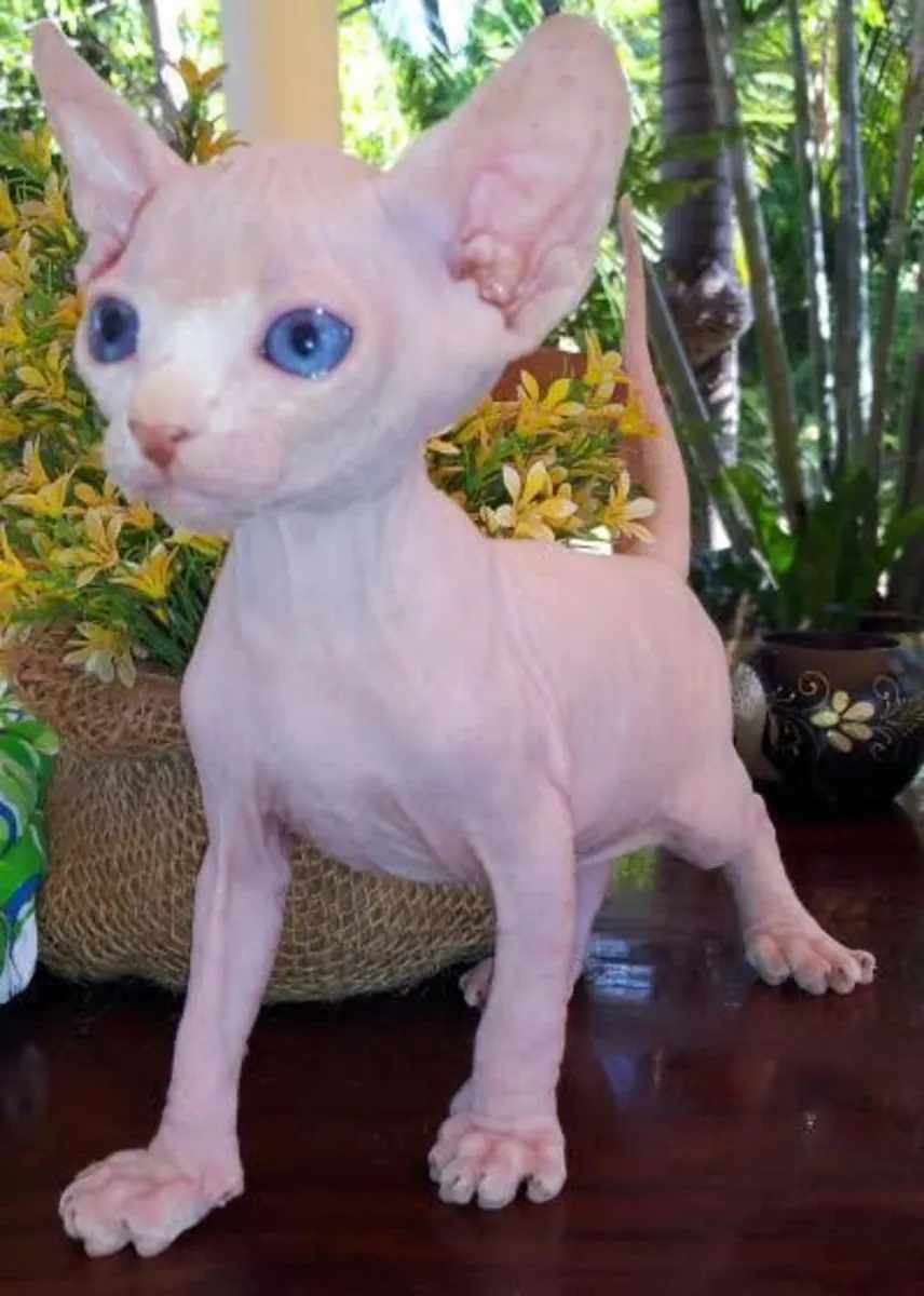 Sphynx cinsi kedicikler (erkekler ve dişiler)