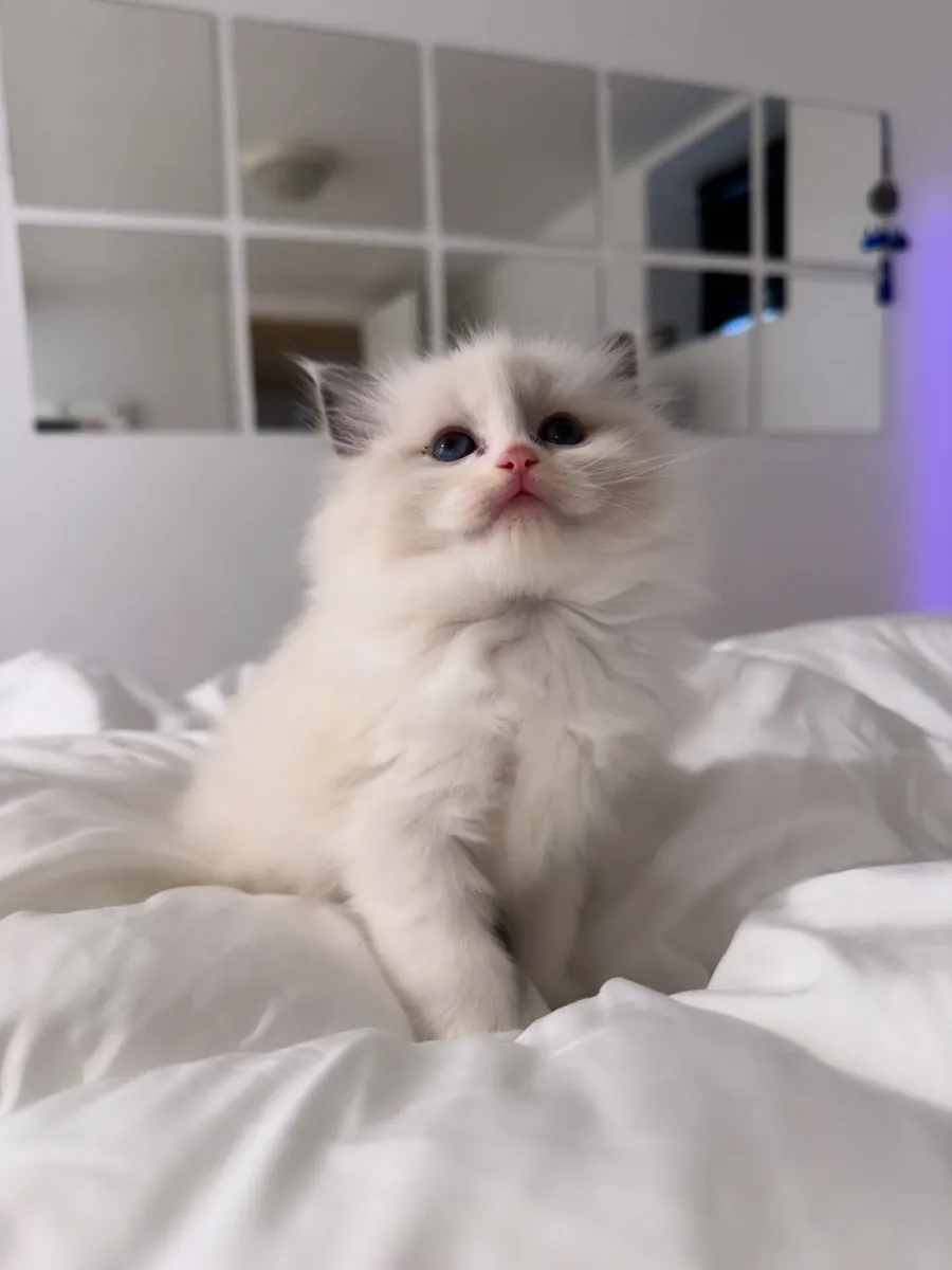 Evde yetiştirilmiş Ragdoll cinsi yavru kediler