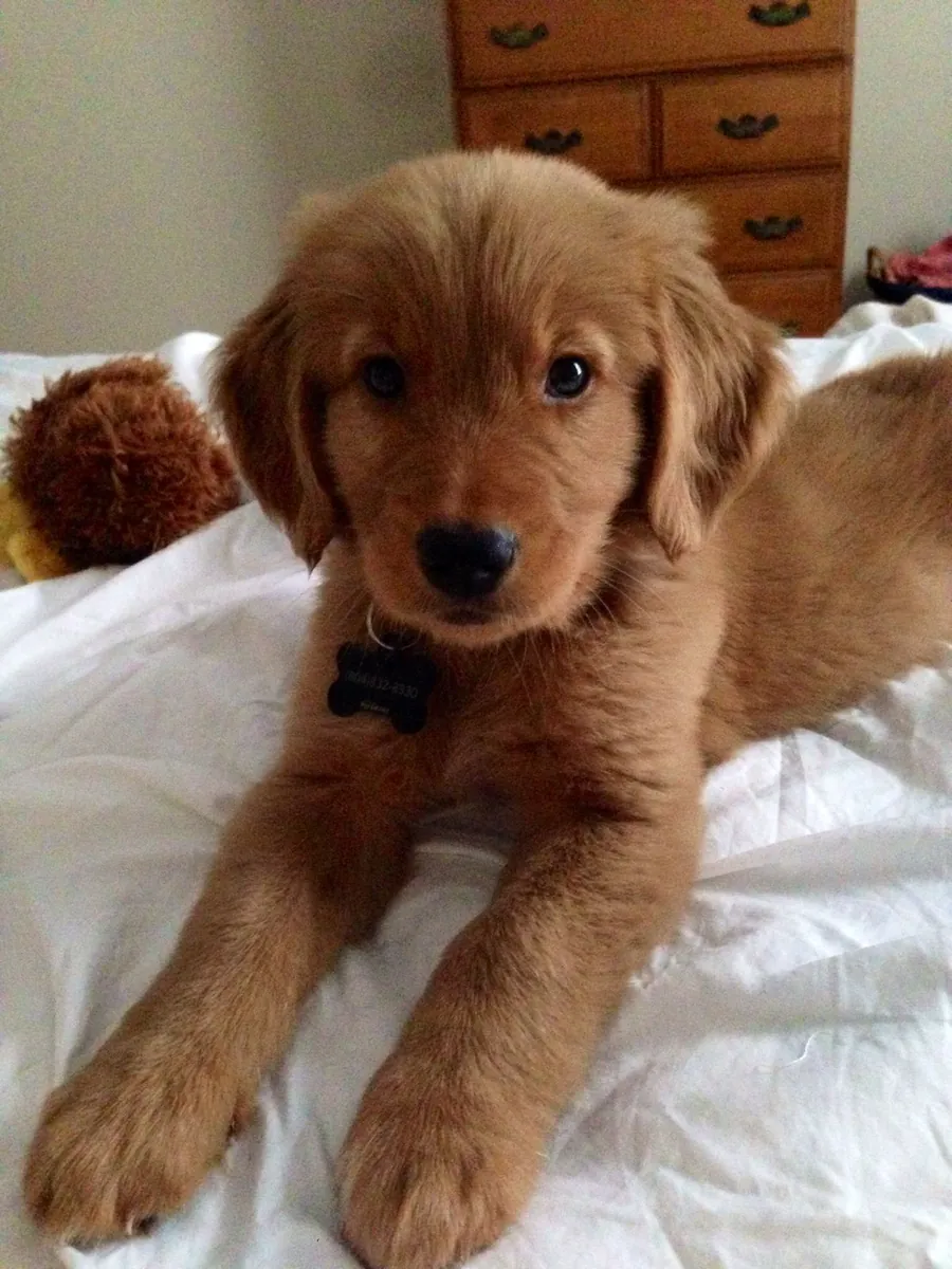 Cuccioli Golden Retriever adatti alla vita familiare