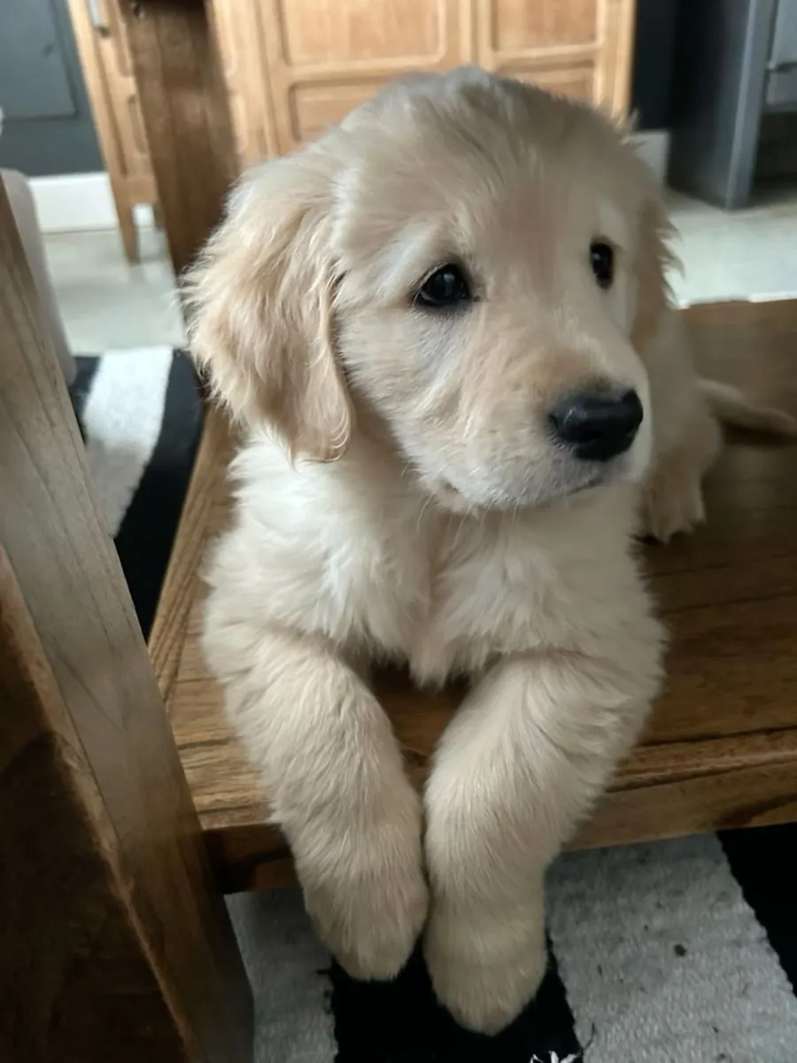 Golden Retriever Yavruları aileleriyle tanışmaya hazır