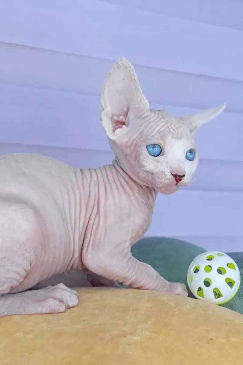 美丽的注册斯芬克斯小猫