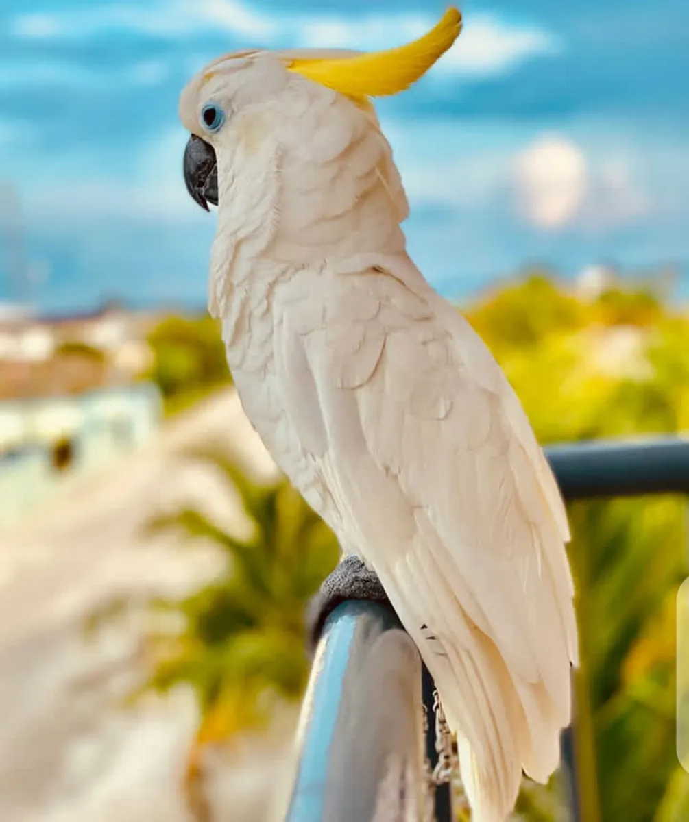Preciosos guacamayos y loros en adopción