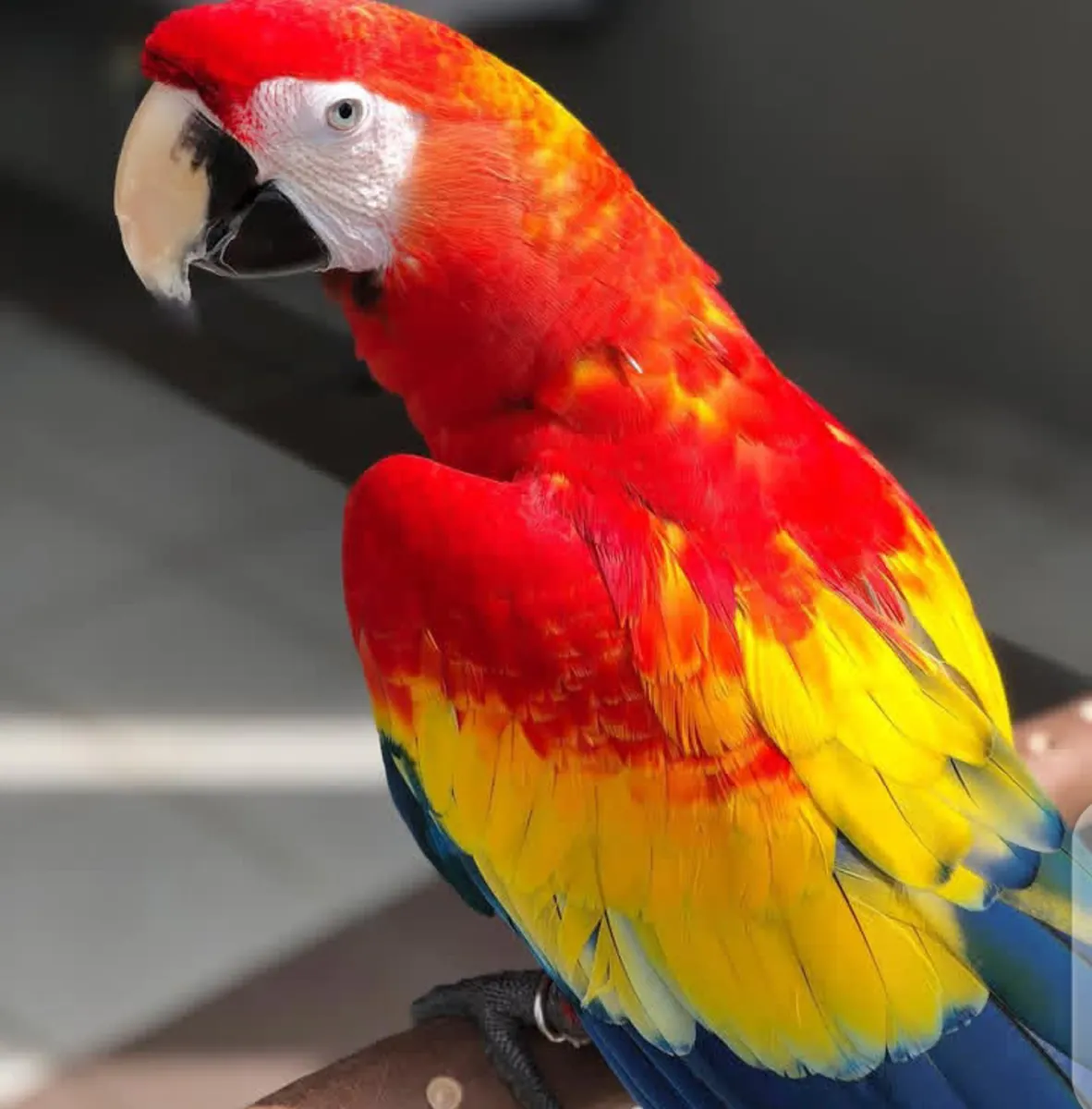 Preciosos guacamayos y loros en adopción