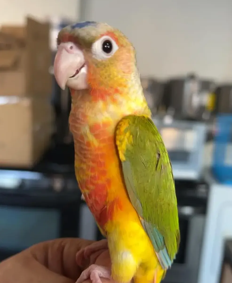 Preciosos guacamayos y loros en adopción